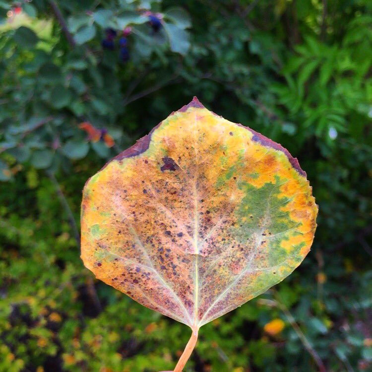 vailmtn's tweet photo. FOUND: The first sign of #VailFall! https://t.co/MiNoNoWLNE