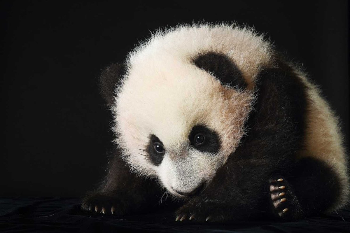 DinkyNinky's tweet image. Why #cute baby animal #photos are actually toying with your brain buff.ly/2bxVDtk @washingtonpost