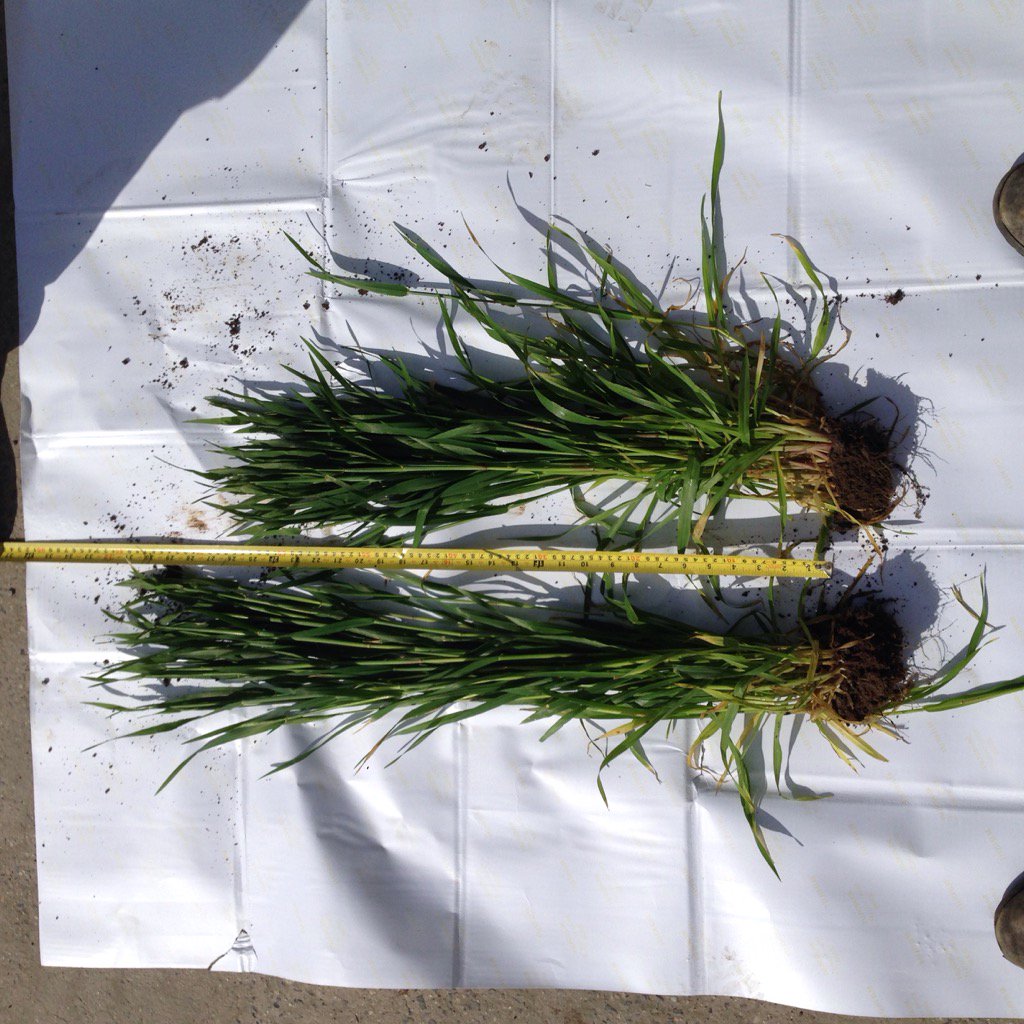 GeoffBerry4's tweet photo. #moddusevo on compass barley , 2 x 200ml split app https://t.co/R8xcS5UyD2