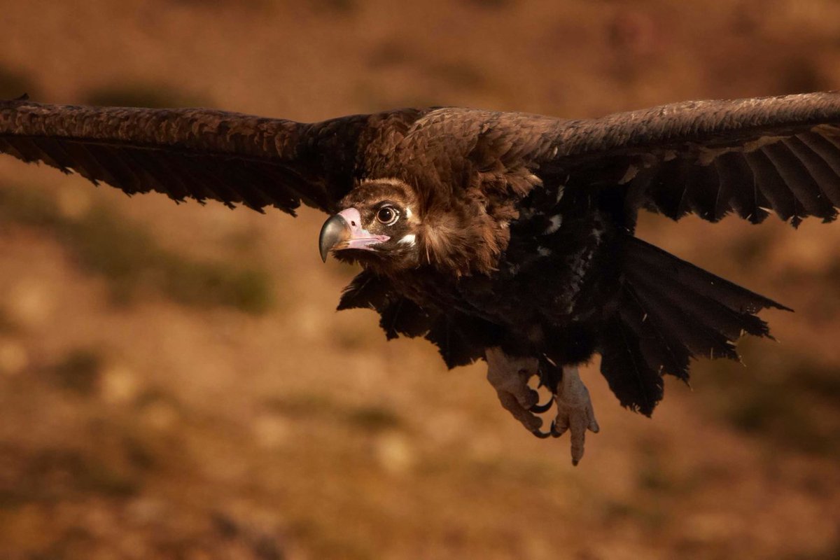 SoloWorkforce's tweet image. The One Thing Holding You Back From Your Dreams 
buff.ly/2bC8aOc