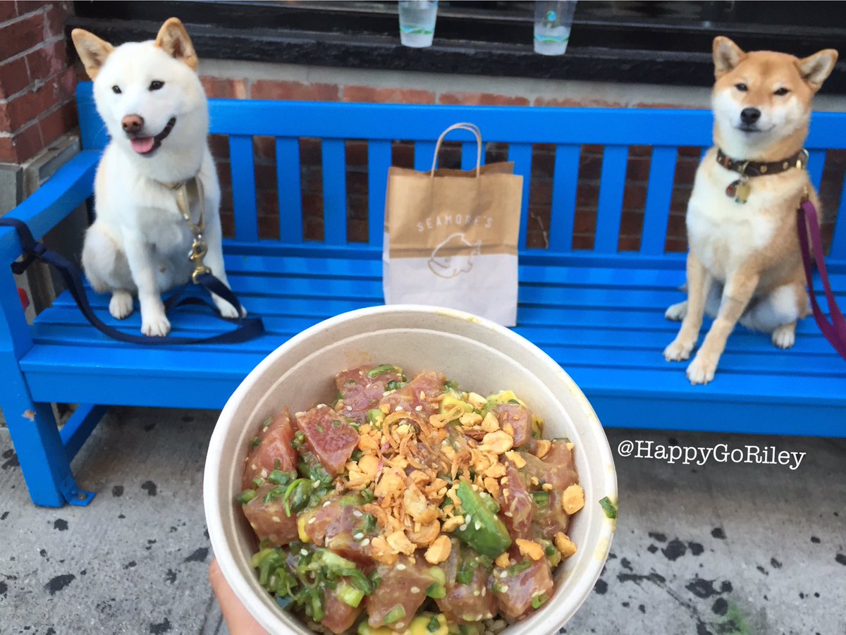 Poke Date With Bentley !!🐟💕🍴 - HappyGoRiley #dogsofnyc <a href="/seamoresnyc/">Ramona Logan</a> #eaterny #newforkcity #doge