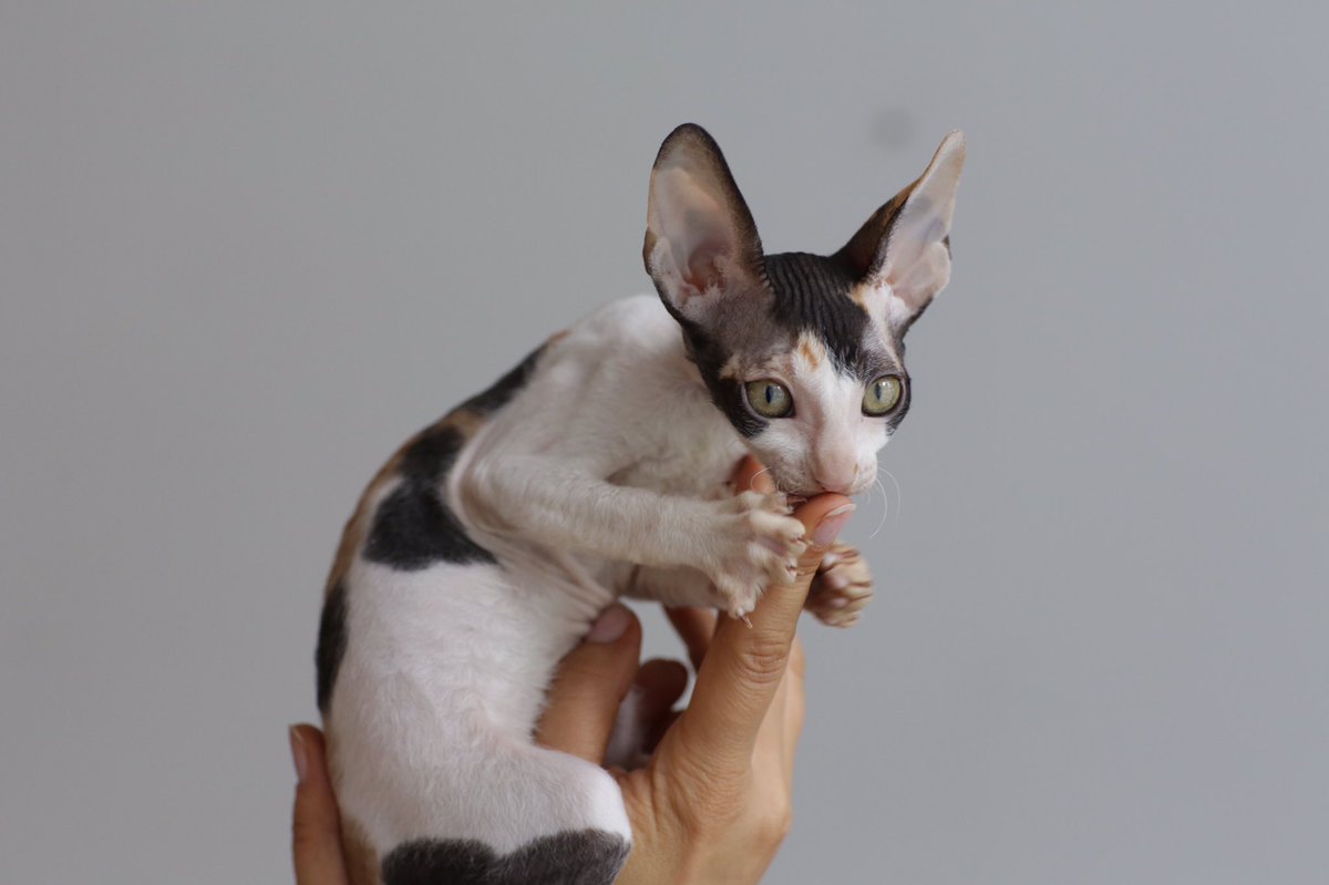 _DeoRex's tweet image. Мы ходили в студию #Photostage больше фото, вы можете смотреть на сайте crx.me/blogs инстаграм @adeorex