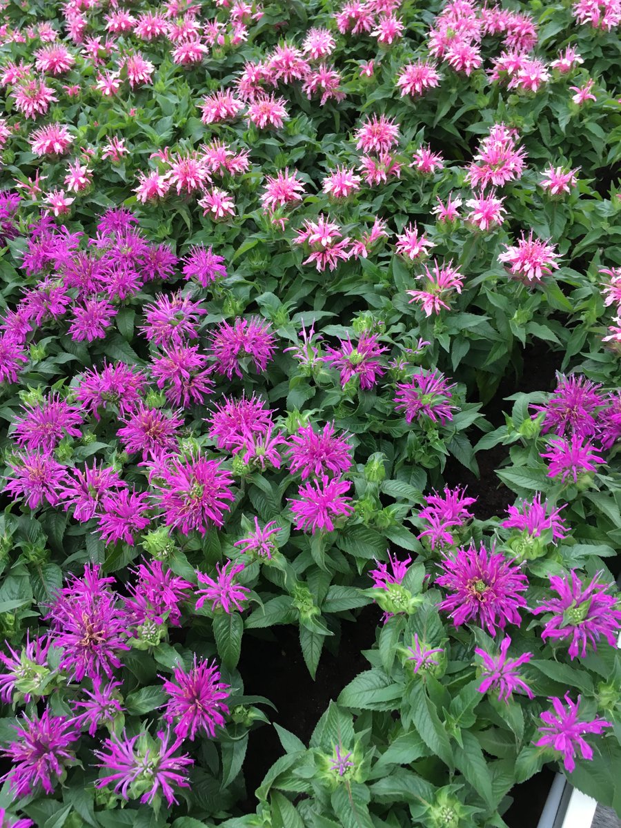 Prachtige planten op de beurs gezien! <a href="/Plantariumbeurs/">Plantarium Digital Expo</a> #inspiratie #plantarium