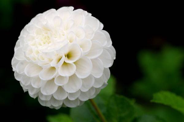 花 言葉 ダリア 白い 「いつも、ありがとう」の気持ちを花に込めて、白いダリアを。