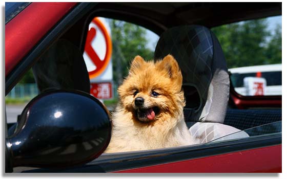 mipepecar's tweet photo. ¿De vacaciones con tu mascota? Transpórtala con seguridad. +info en https://t.co/PNtcaCzivE #BlogPepecar https://t.co/t76CZBdTiT