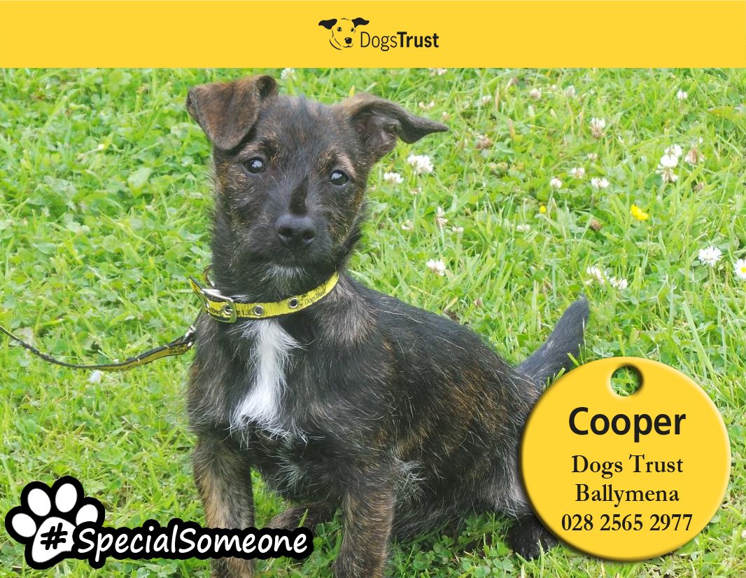 Dog Rescue India (DogAdoptionIND) Twitter