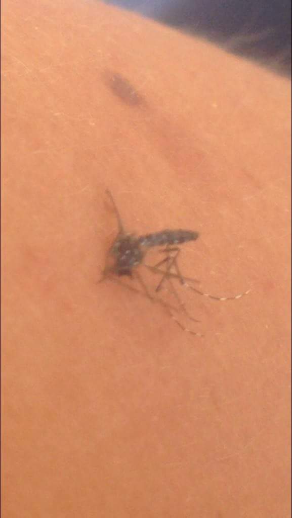 AMAMEOMATATE's tweet photo. @AytoPaterna #lacañadasinmosquitos los tenemos hasta dentro de casa. Fulmigacion por favor!!!! https://t.co/hgPYg4RwRr