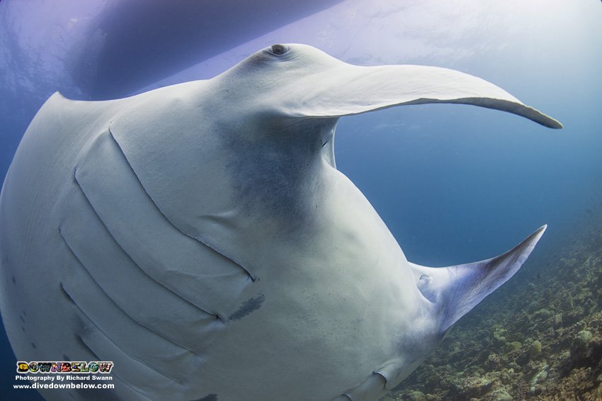 divedownbelow's tweet photo. Get covered up by #MantaRay thenU see worth protecting! Support @projectaware #ProtectSharksRays #Learn2Dive #Sabah https://t.co/Ky7KjFnJzz