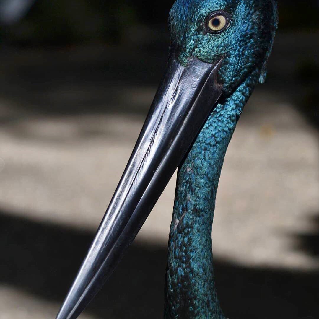 This magnificent creature resplendent in azure blue captured by @Mario_chicas on Insta at <a href="/HabitatWildlife/">Wildlife Habitat</a> 💙👌🏻