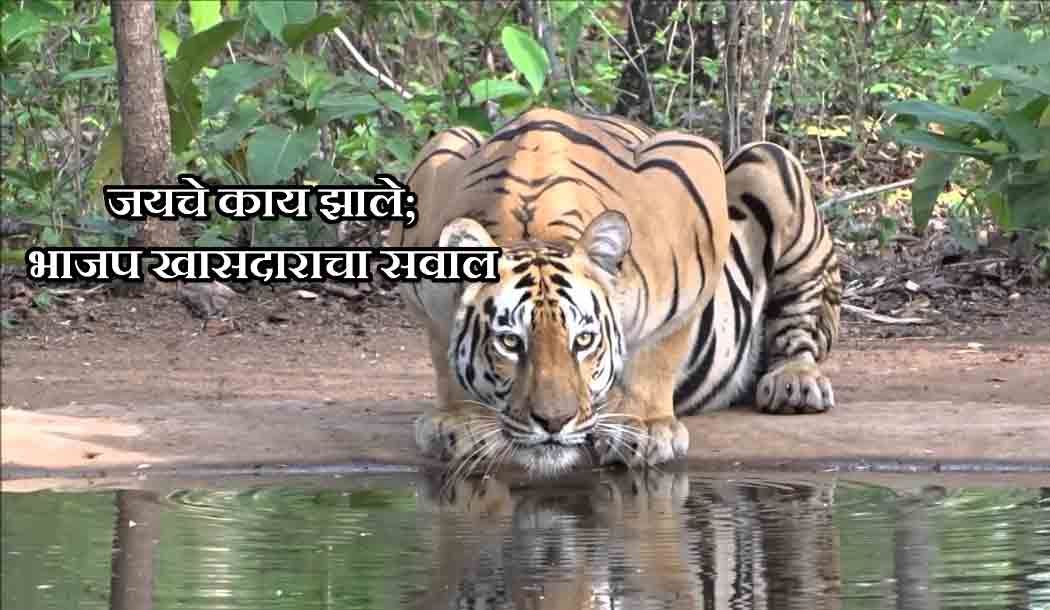 mataonline's tweet photo. जयचे काय झाले; भाजप खासदाराचा सवाल
https://t.co/NRd1pYBqJs
#jay #missingtiger #BJP https://t.co/zrn77aolCe