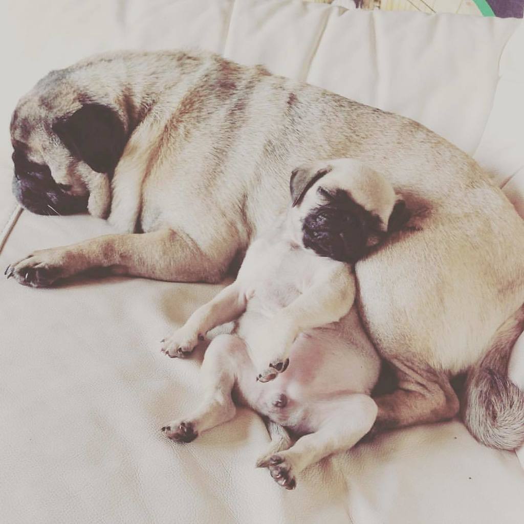pugsloveronly's tweet photo. All we wanna do is sleep all day" - Trevor&Bella .
#pugsloveronly #tbt #throwback #cutepuppy #cutepuppies #pug #pug… https://t.co/8WArFKJRhi
