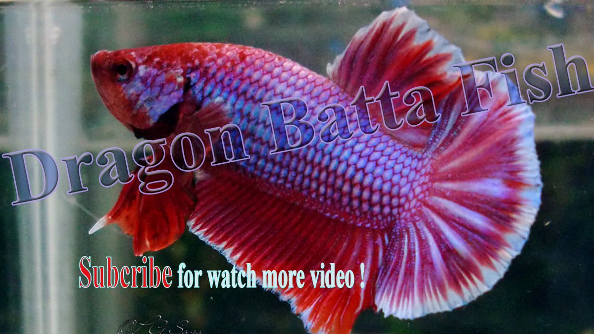mjnhitran's tweet photo. Lavender betta fish, #dragonbetta https://t.co/1U7nMIemxl