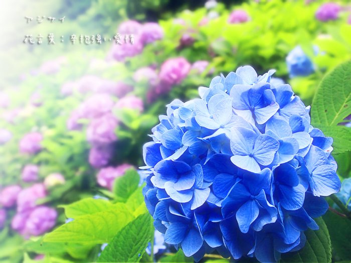 君に贈る誕生花 A Twitteren 9 17 ローズマリー 花言葉 変わらぬ愛 9 18 アジサイ 花言葉 辛抱強い愛情 9 19 ブータンノボタン 花言葉 ひたむきな愛情 9 ゼフィランサス 花言葉 清純の愛