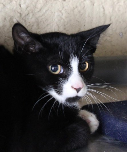 NorthiamBC's tweet photo. Howdy! I'm Pez Read about me at https://t.co/YorktBRZ9c :) #bluecross #foreverhome #adopt https://t.co/SRIm4AcIFW