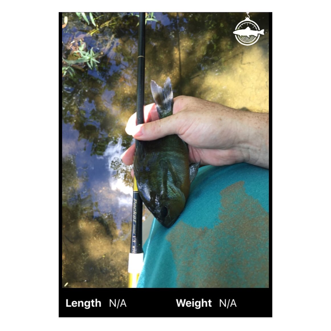 FishFigure's tweet image. Phillip, a user in Texas, caught this Blue Gill #fishing #catchandrelease #fishingapp #flyfishing #app #onthefly