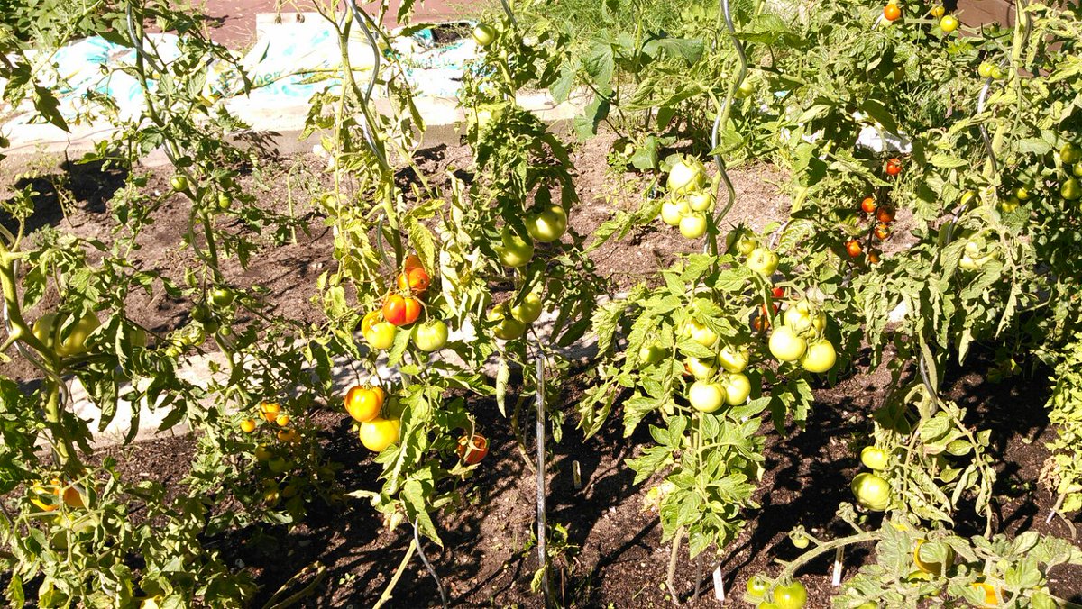SignoraAlDente's tweet photo. Ein guter Blog, mit dessen Hilfe man selbst gezüchtetes zubereiten kann. https://t.co/EZQETLHlSu #tomaten #garten https://t.co/C0XKzXdeDm