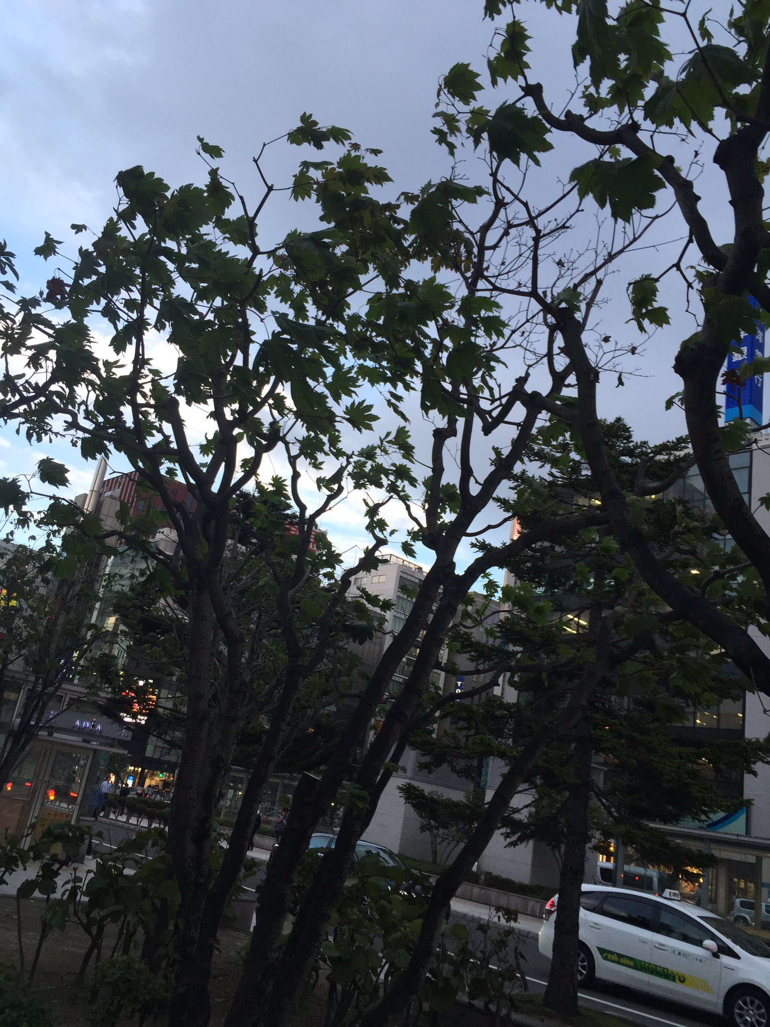 葉っぱちゃん Forestleaflover Twitter