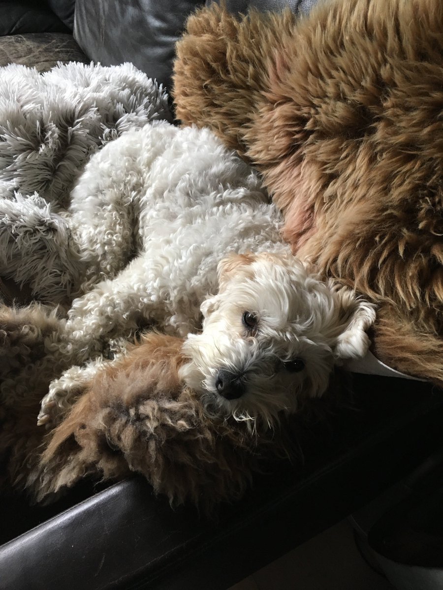 AbigailAhern's tweet photo. Get the "hygge" vibe with this gorgeous #housecrush! (Bonus points for CUTE dog) --> https://t.co/w87nErkQWd @atmine https://t.co/WCpgPUMj6i