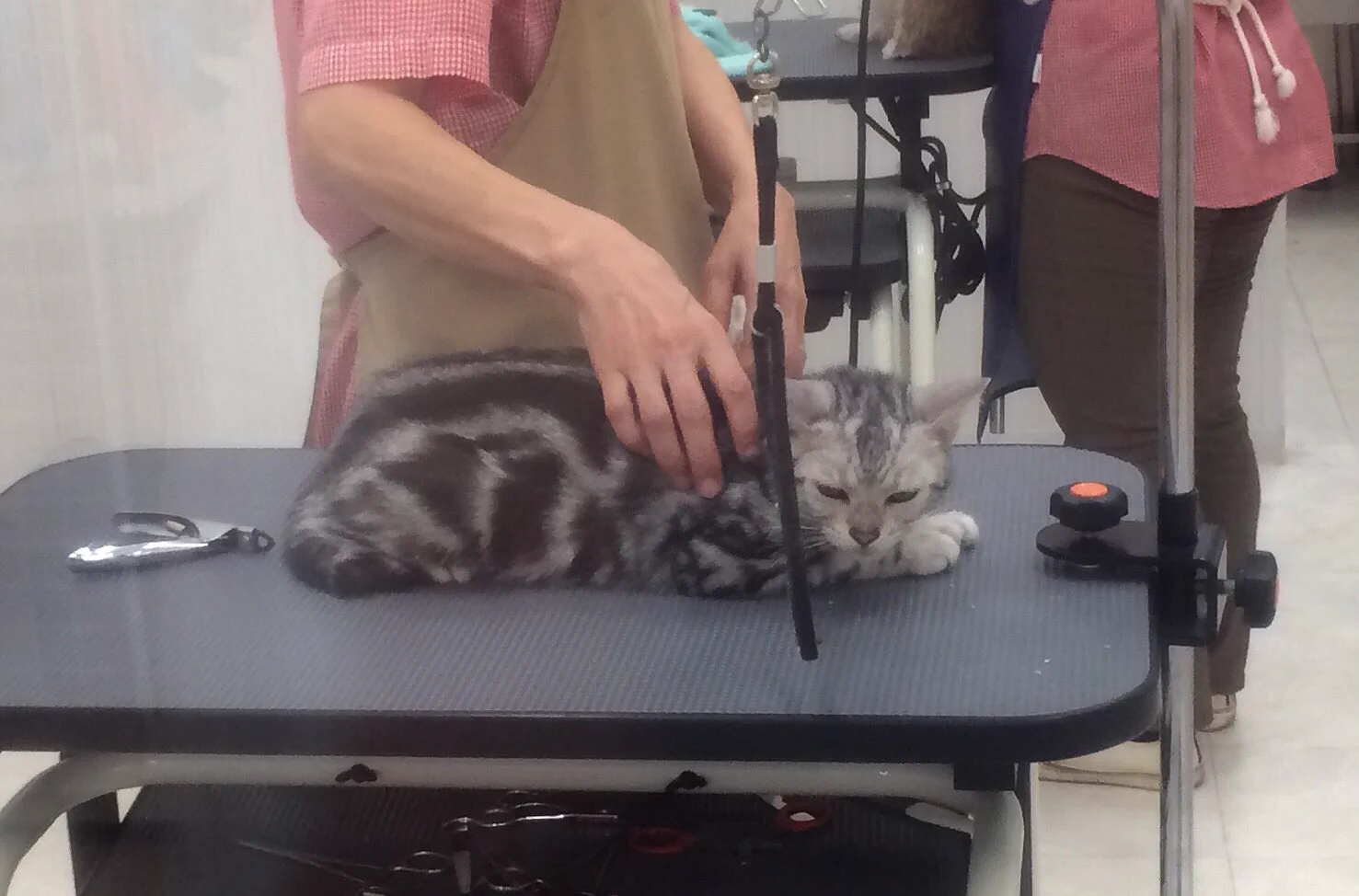 あなたのためなのにww愛猫を爪切りに連れて行ったら強烈に睨まれたww