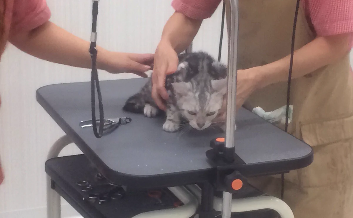 あなたのためなのにww愛猫を爪切りに連れて行ったら強烈に睨まれたww