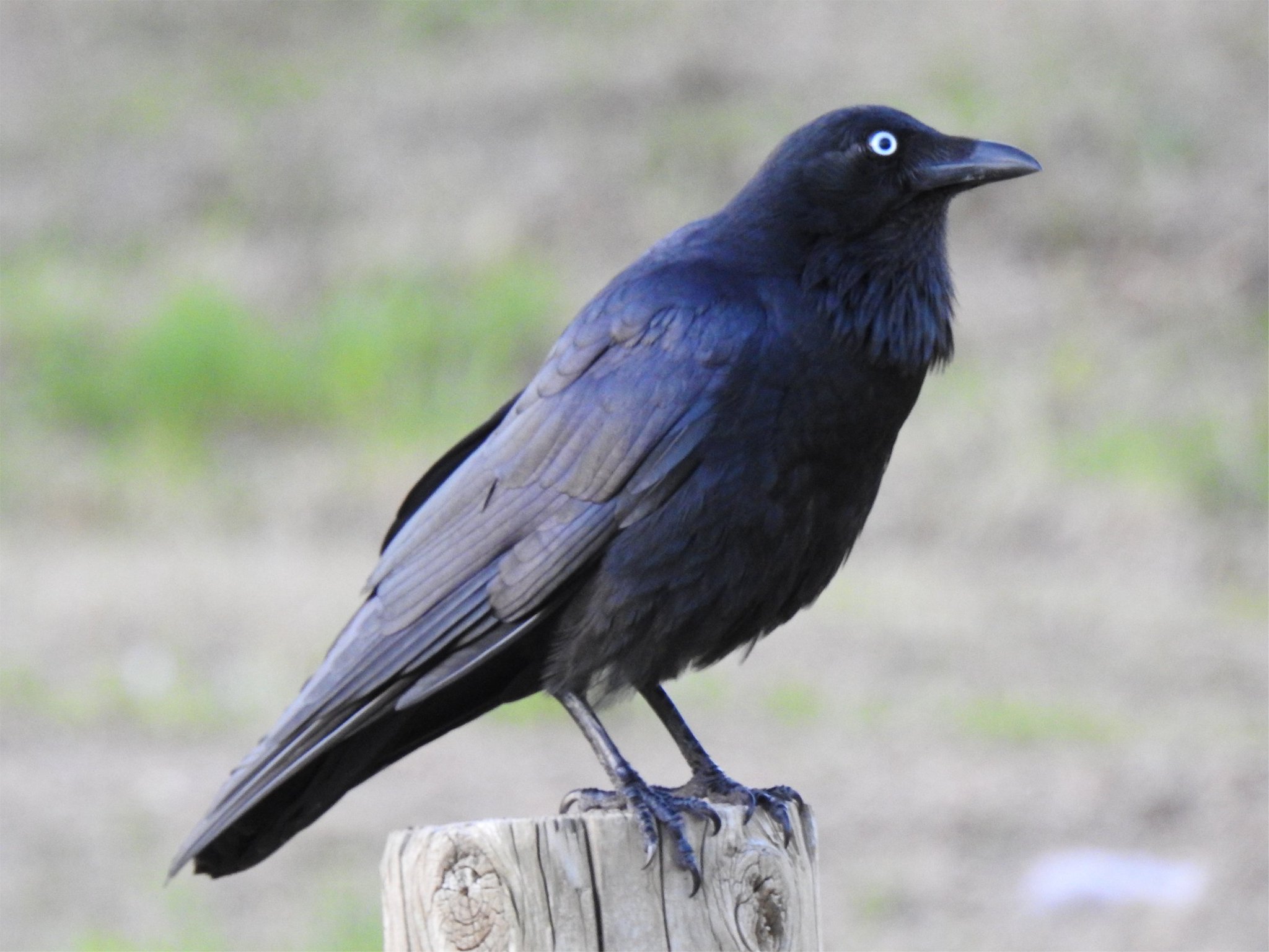 Uzivatel Macco Na Twitteru オーストラリアのカラスは薄水色の白目があります 大きさ鳴き声は日本のと大差ない気がするなぁ ミナミワタリガラス パース オーストラリア Uzivatel Macco Na Twitteru オーストラリアのカラスは薄水色の白目があります 大きさ鳴き声は日本のと大差ない気がするなぁ ミナミワタリガラス パース オーストラリア