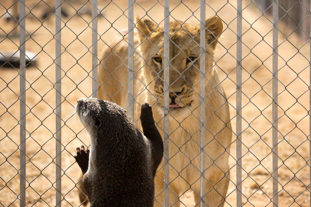 DanielBorn's tweet image. Otter has Unusual Friends danborn.wordpress.com/2016/08/25/ott…