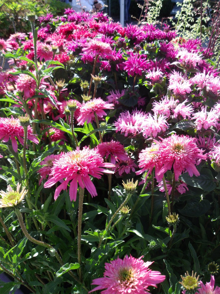 Wat doe je met dit mooie weer? Juist, naar de beurs <a href="/Plantariumbeurs/">Plantarium Digital Expo</a> #inspiratie #plantarium #planten