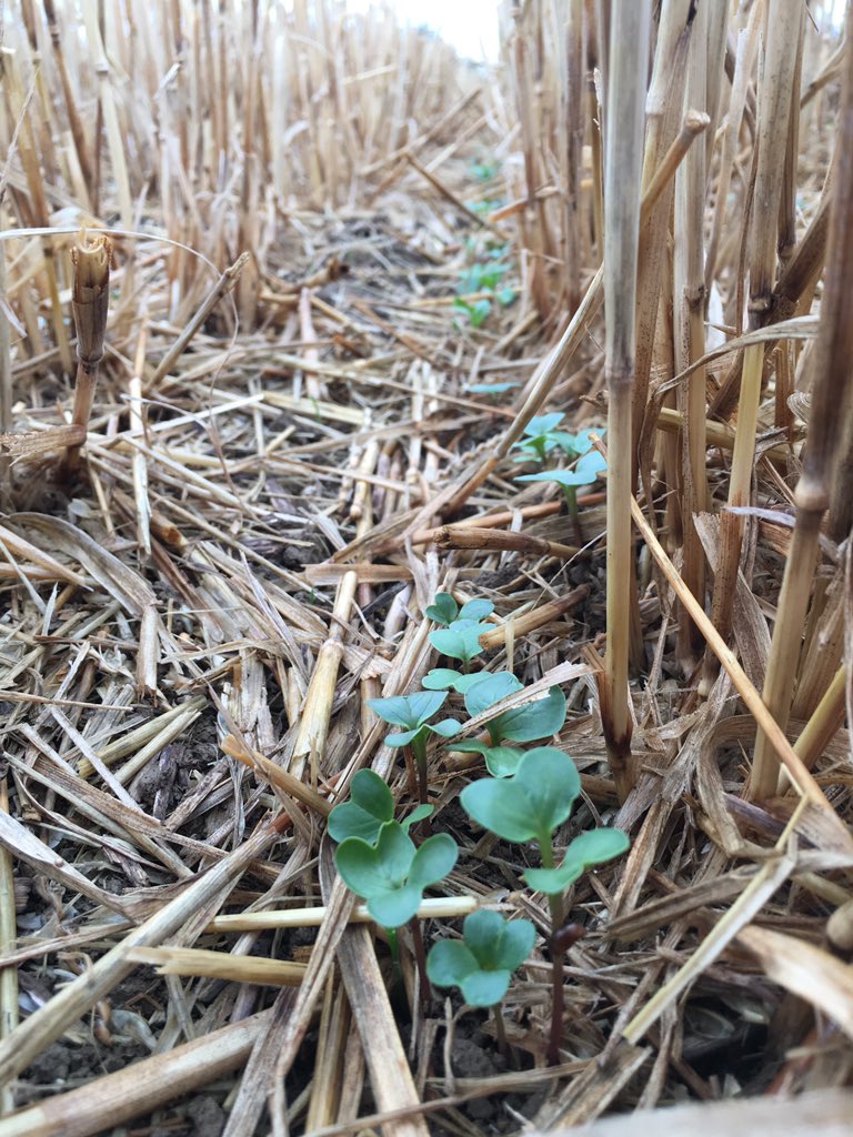 No1FarmerJake's tweet photo. Walking #covercrops this morning @Kingscrops #oilradish ahead of #peas #harvest17 https://t.co/lMQ3hcBnzL