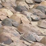 カブトガニに関連する10件のまとめ Togetter