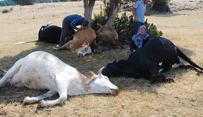 Yıldırım isabet etmesi sonucu tek geçim kaynağı olan ineklerini kaybeden yaşıl çift gözyaşlarını tutamadı.HÜZÜN BU