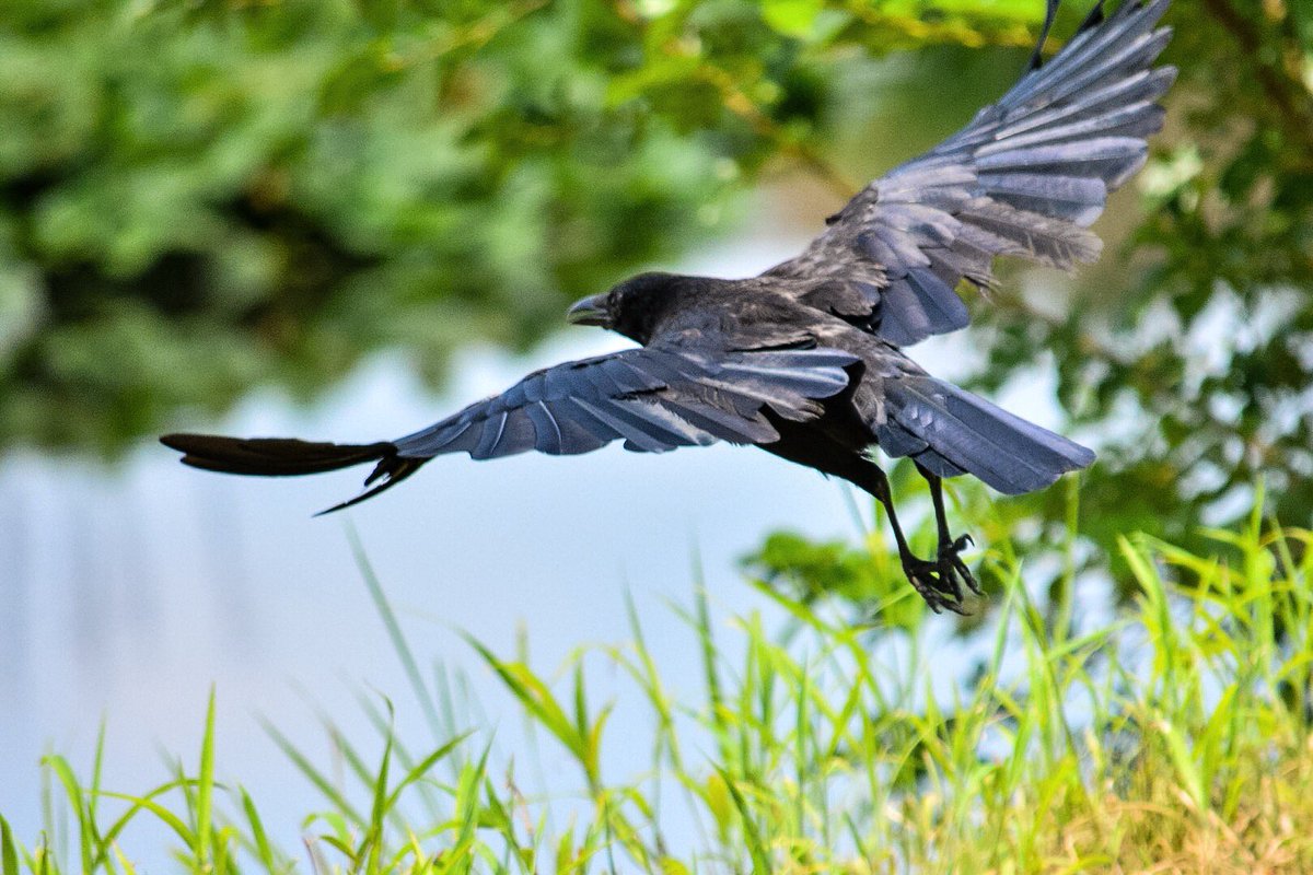 なかなか気づけないけどカラスってよく見ると青くてこんなに美しい鳥なんだね というお話 ホントだ真っ黒じゃない Togetter なかなか気づけないけどカラスってよく見ると青くてこんなに美しい鳥なんだね というお話 ホントだ真っ黒じゃない Togetter