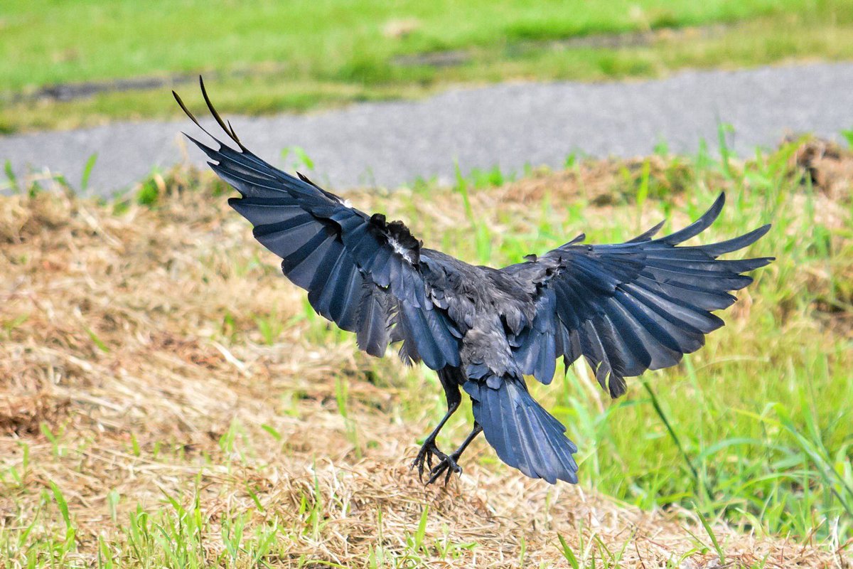 なかなか気づけないけどカラスってよく見ると青くてこんなに美しい鳥なんだね というお話 ホントだ真っ黒じゃない Togetter なかなか気づけないけどカラスってよく見ると青くてこんなに美しい鳥なんだね というお話 ホントだ真っ黒じゃない Togetter