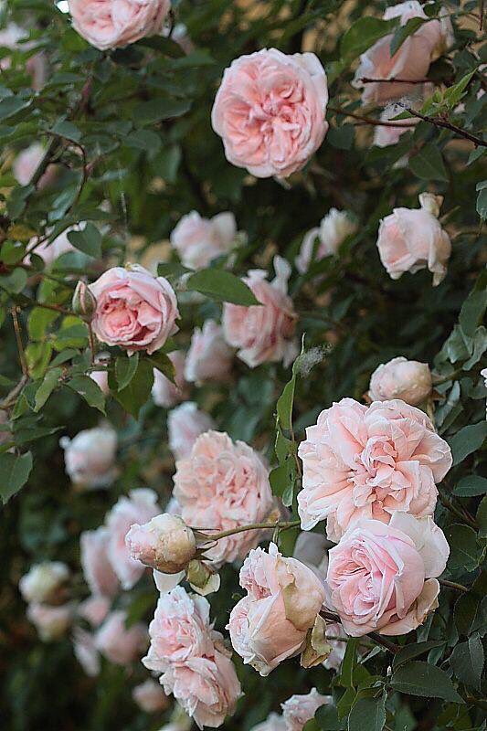 thegardenvsw's tweet photo. Souvenir de la Malmaison, 1843, is easier to place as to name although Josephine Beauharnais can never have seen it. https://t.co/K7g8wdR9uS
