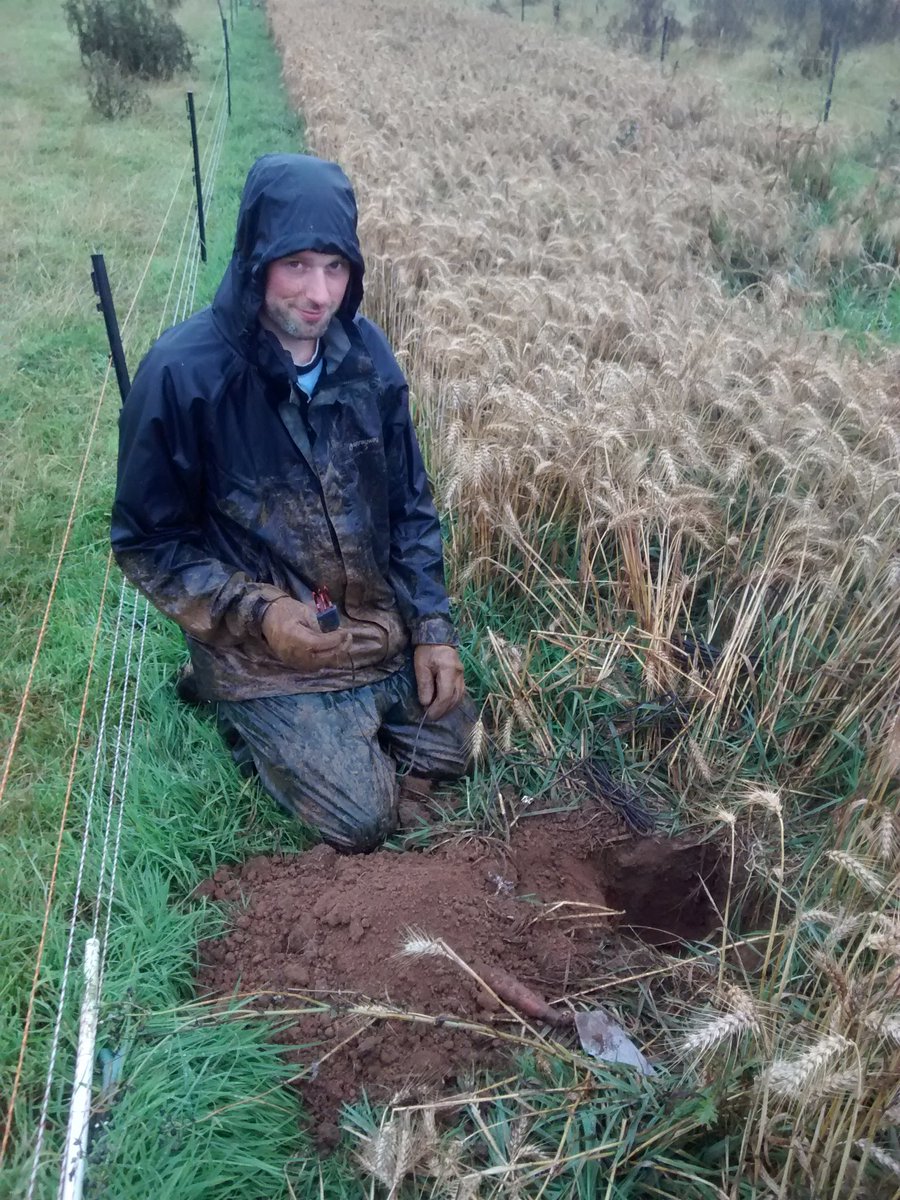 Richard Grayson (@rggeo) on Twitter photo Removing #soilbiohedge sensors 4 harvest. U don't need @LeedsFest16 2 get muddy in Brahman <a href="/WRSusAg/">White Rose Sus. Ag.</a> <a href="/Soil_Security/">Soil Security Team</a> Removing #soilbiohedge sensors 4 harvest. U don't need @LeedsFest16 2 get muddy in Brahman <a href="/WRSusAg/">White Rose Sus. Ag.</a> <a href="/Soil_Security/">Soil Security Team</a>