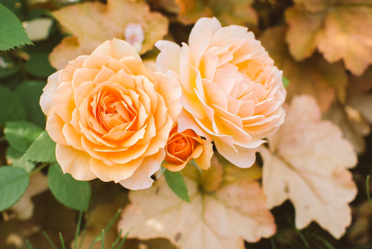 箱根薔薇 箱根薔薇