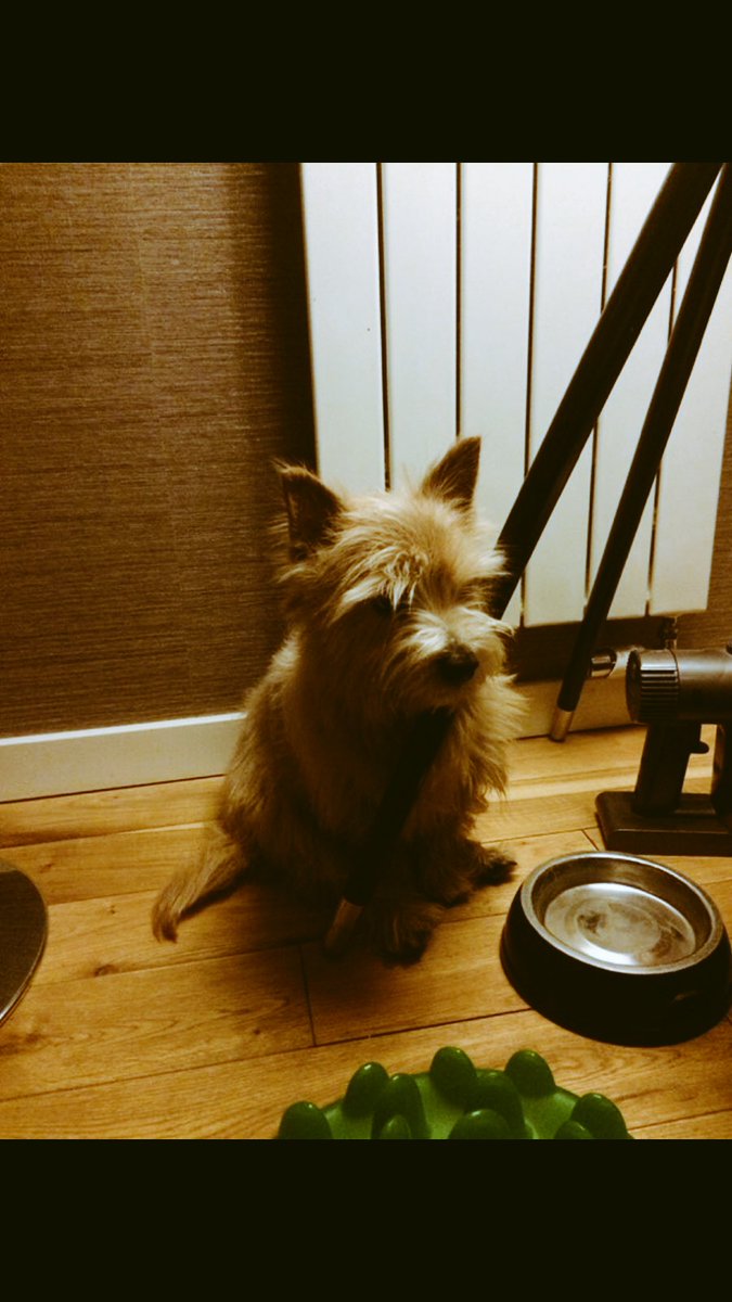 Tbt to when I had a bad day at work and hubby cheered me up with this pic of our dog pole dancing