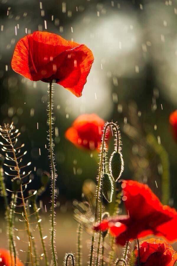 PardueSuzanne's tweet photo. Raise your words, not voice.
It is rain that grows flowers,
not thunder...
- Rumi https://t.co/GiZOySmTZ2