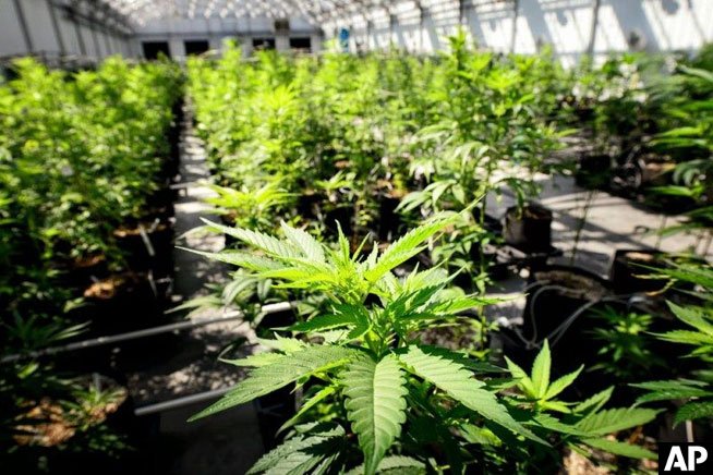 The Cannabist tweet media