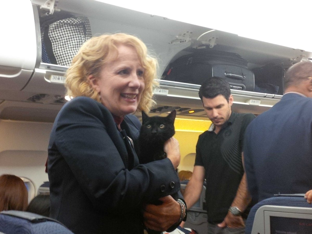 Stowaway Cat Found Under Plane Seat