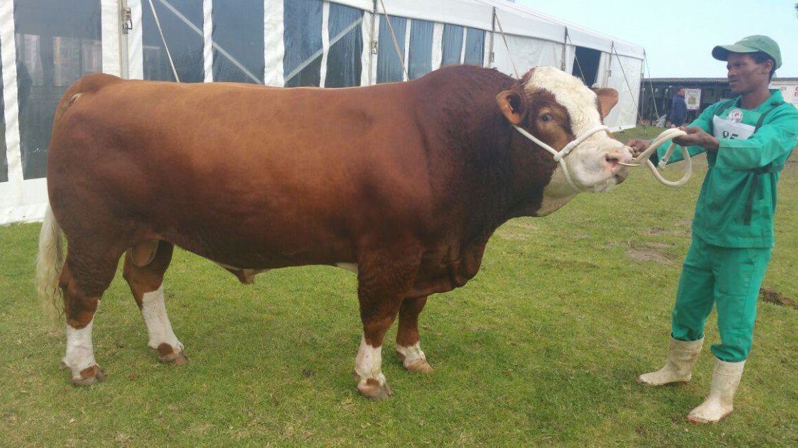 Res. Senior Kampioen Bul, #GeorgeSkou 2016 - Milagro Melbourne (ACM1332), Andrew Masterson Family Trust #Simmentaler