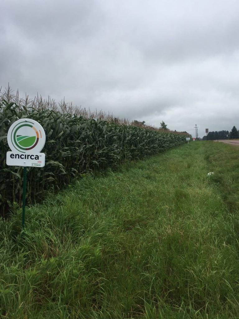PioneerSeeds's tweet photo. RT @tichyva ENCIRCA is working great on the entire farm ALL corn needs N #brandneutral https://t.co/n4CK0EaZes https://t.co/3RTDWdbpmH
