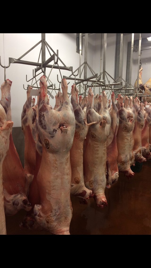 Who wants to win one of these <a href="/HartsheadMeats/">Hartshead Meats Ltd</a> prime Spring lambs?
It's #LoveLambWeek next week. 

RT &amp; FOLLOW TO WIN