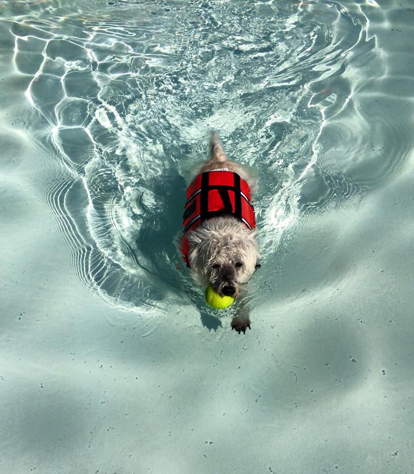 KCMOParks's tweet photo. #TBT 2015 Dippin' Dogs Swim Party at #KCParks @TheSpringsKC This year's parties are 9/10-11>>https://t.co/tGOonNu88Y https://t.co/XI7Fz5w4SG
