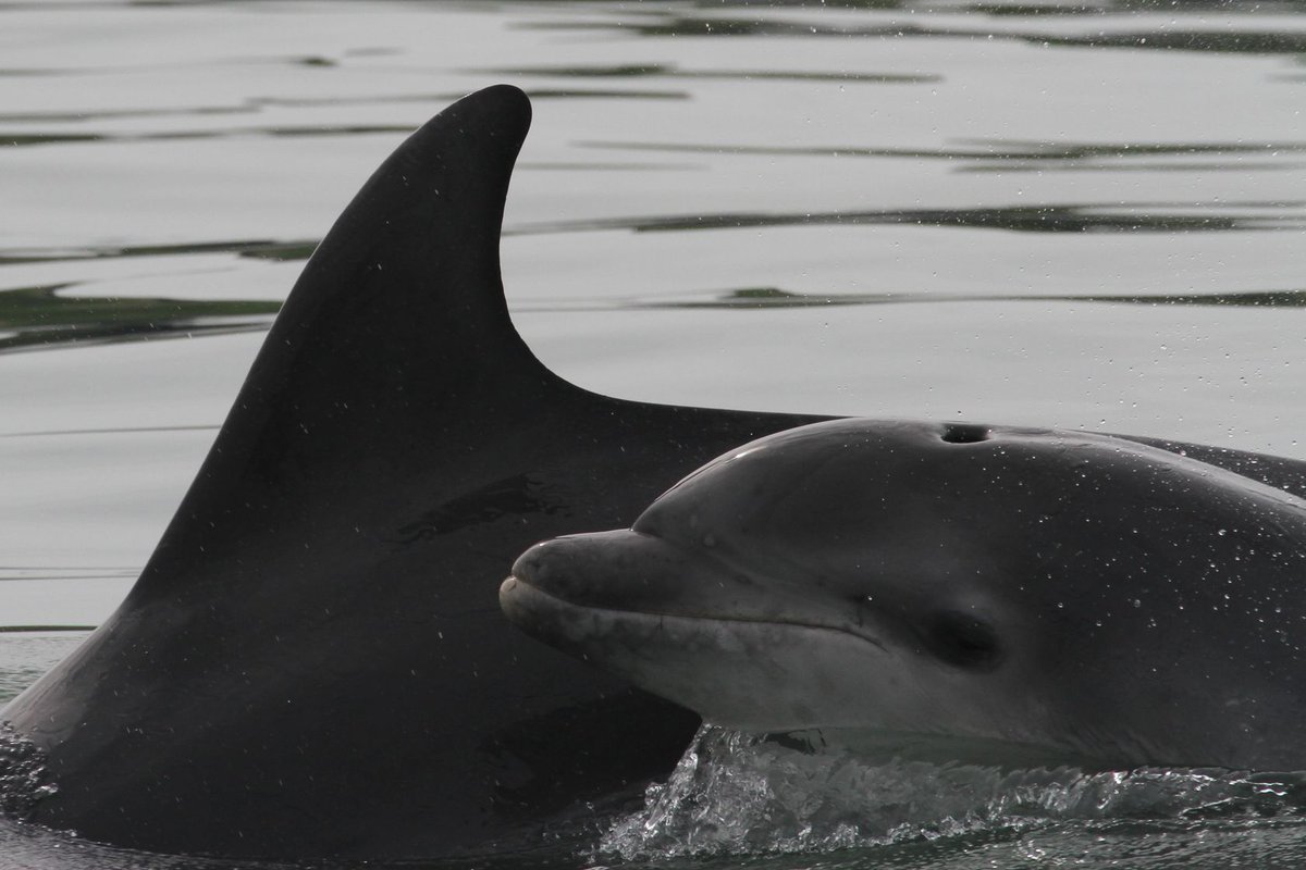 WelshCetaceans's tweet photo. Spotted #dolphin mum Sooty, harbour porpoise &amp; lots of grey seals this morning with @ABAYTOREMEMBER @visitceredigion https://t.co/59J0F44GdW