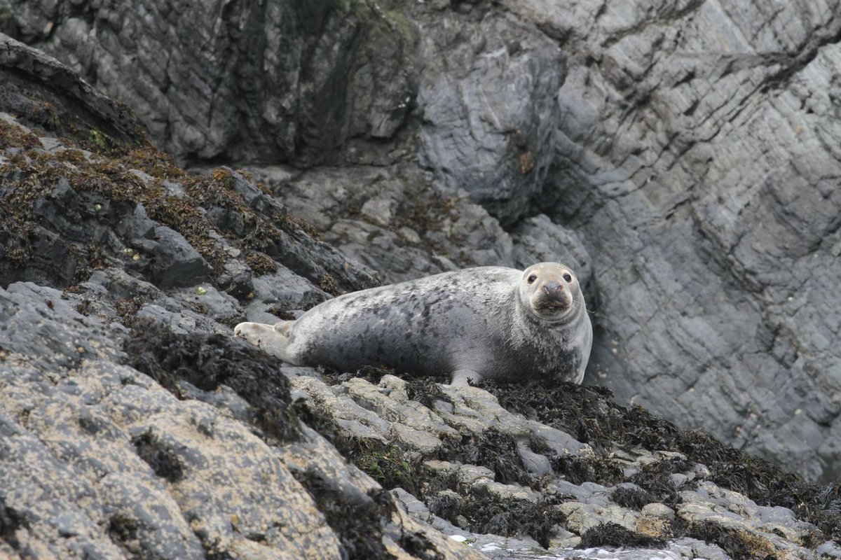 WelshCetaceans's tweet photo. Spotted #dolphin mum Sooty, harbour porpoise &amp; lots of grey seals this morning with @ABAYTOREMEMBER @visitceredigion https://t.co/59J0F44GdW