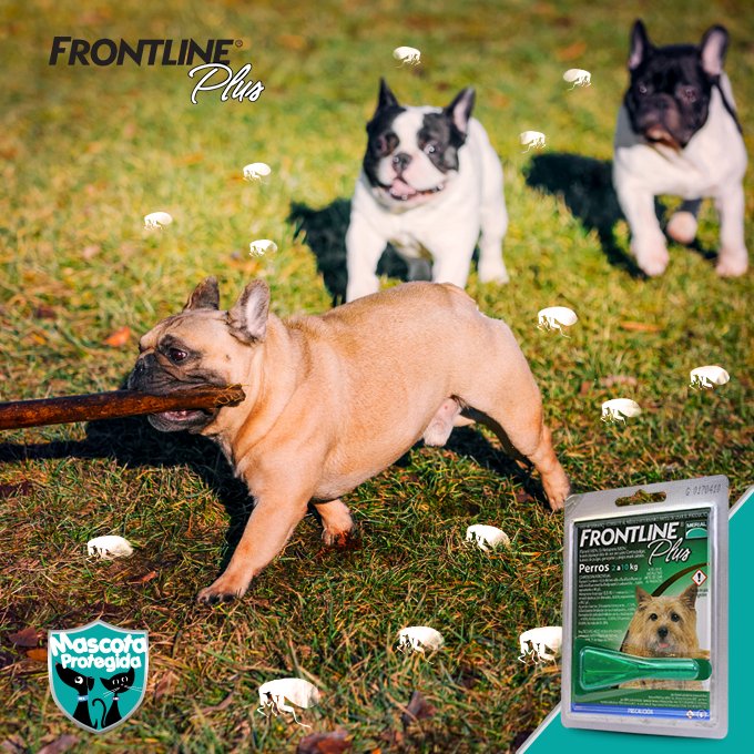 MascotaPro's tweet image. ¿Cuántas #pulgasygarrapatas hay en el parque? No te enteres gracias a #FrontlinePlus