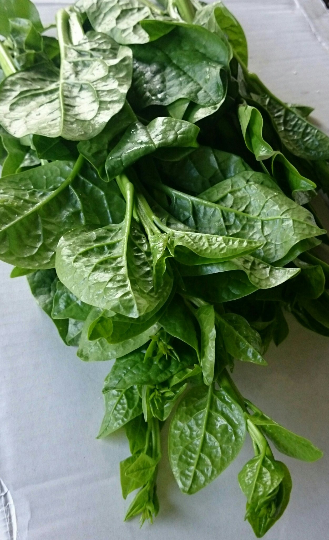 Hirohito Fukushima 夏の葉物野菜の定番 つる菜 とても栄養価が高く 生薬としても用いられてきた野菜です 食味は 青くささが無く しゃきしゃき食感 適度なネバネバがあるので この時期に食べて頂きやすいです お浸しや和え物 ナムルでどうぞ