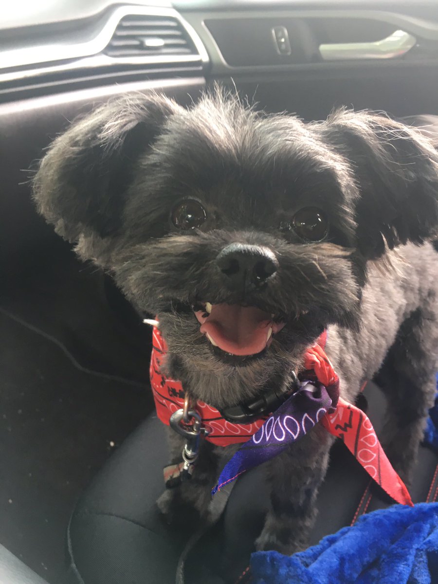 Kilroy0826's tweet photo. @PetsForTrump 
Gizmo is 9 🐶Vote TRUMP🇱🇷 https://t.co/OPJWthtHxN