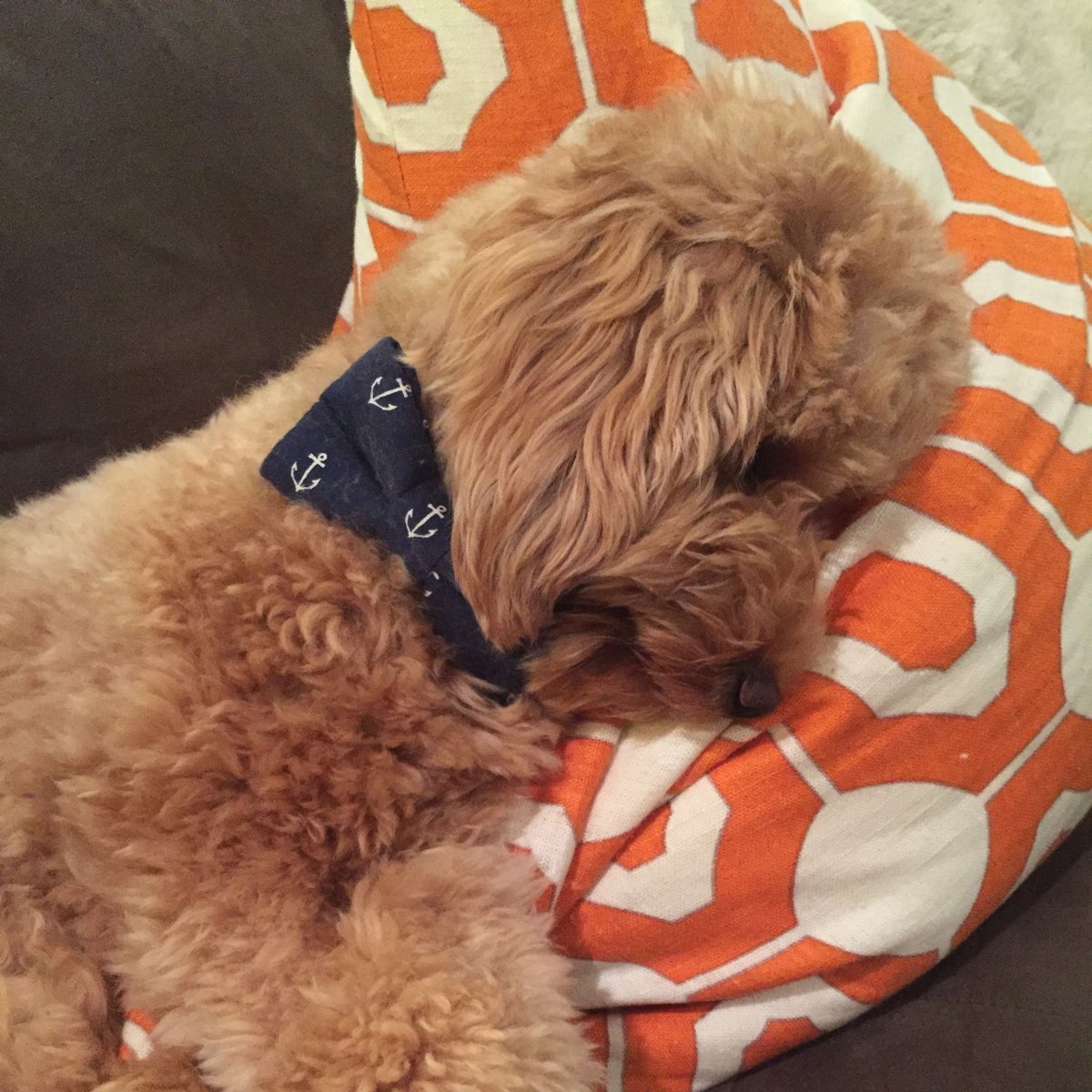 winstoninfo's tweet photo. Lucky is snoozing after a fun day of play. What a sweet baby 🐶🐶🐶 Sporting his @crewlala bow tie collar #goldendoodle https://t.co/xn57xpnYnn