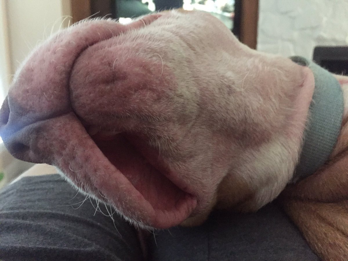BurtsRhonda's tweet photo. Dis where lulu keeps all the hearts and cell phones she steals. #pibbleface #lilextraroom https://t.co/rtSMP7hiYu